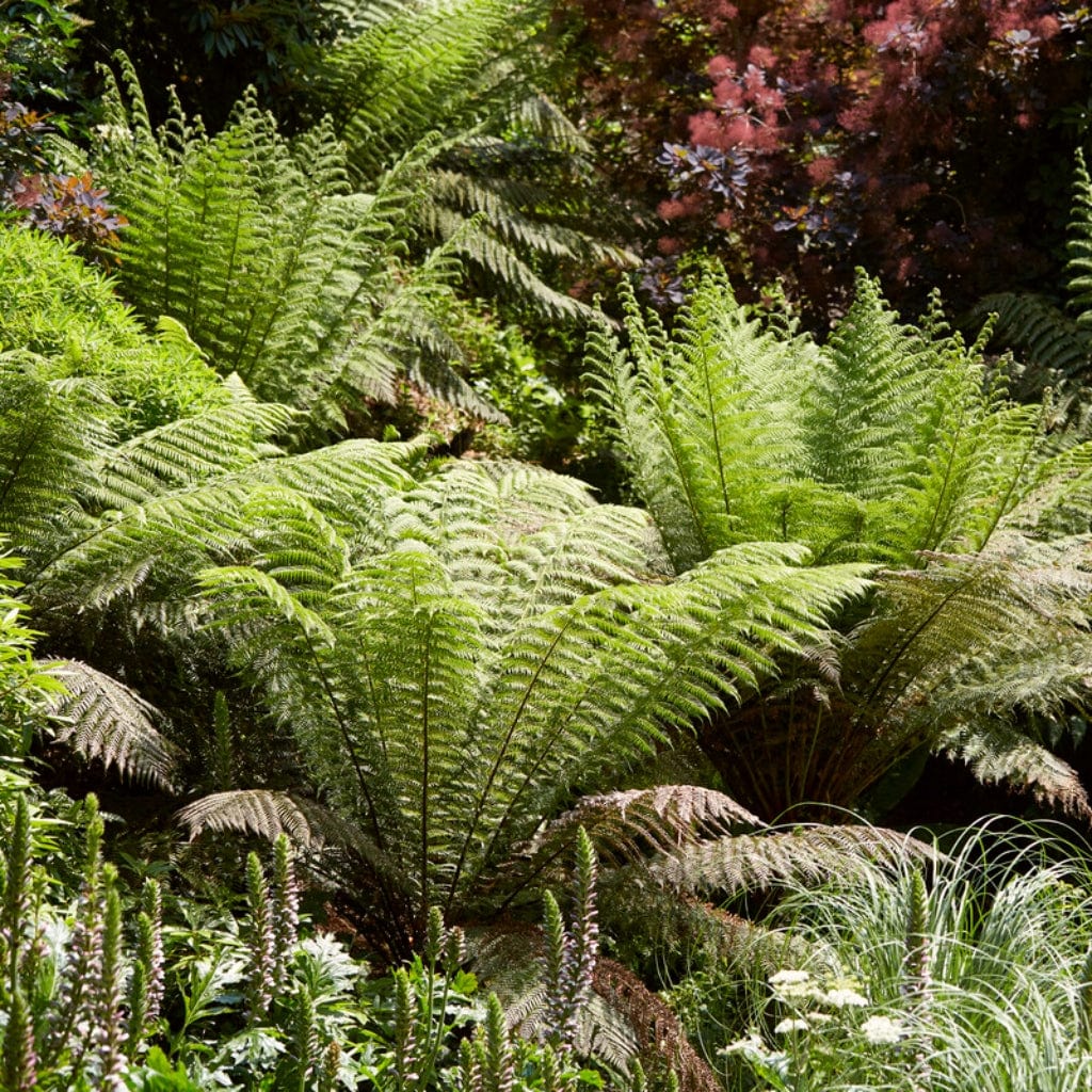 Woodland Fern Collection - Image 3