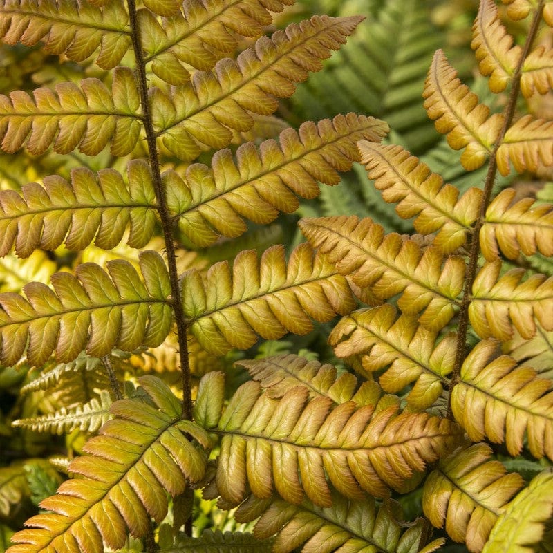 Woodland Fern Collection - Image 4