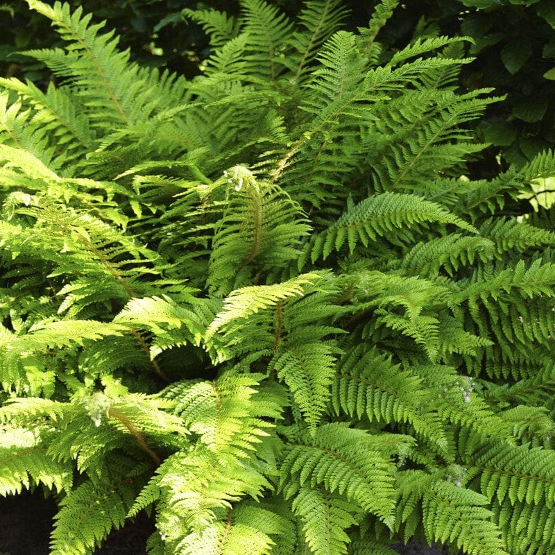 Woodland Fern Collection - Image 5