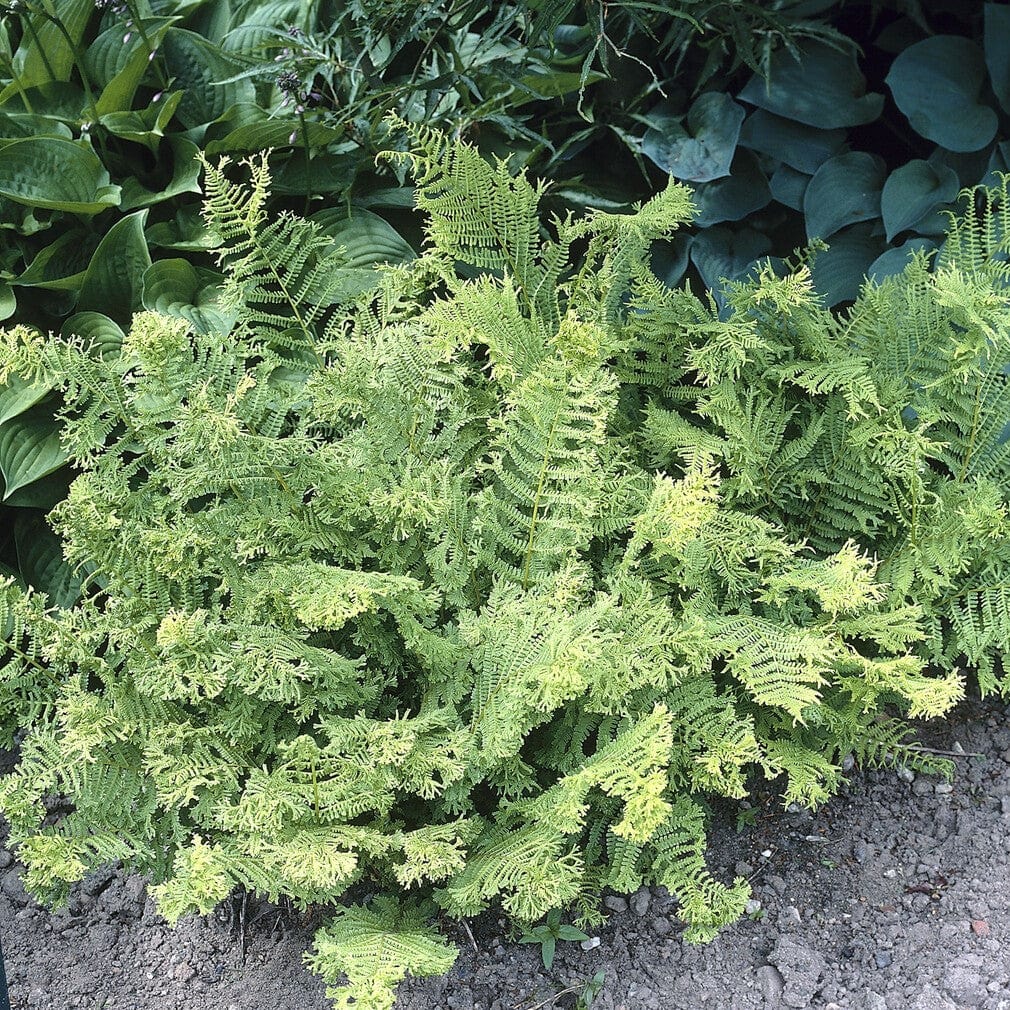 Woodland Fern Collection - Image 6