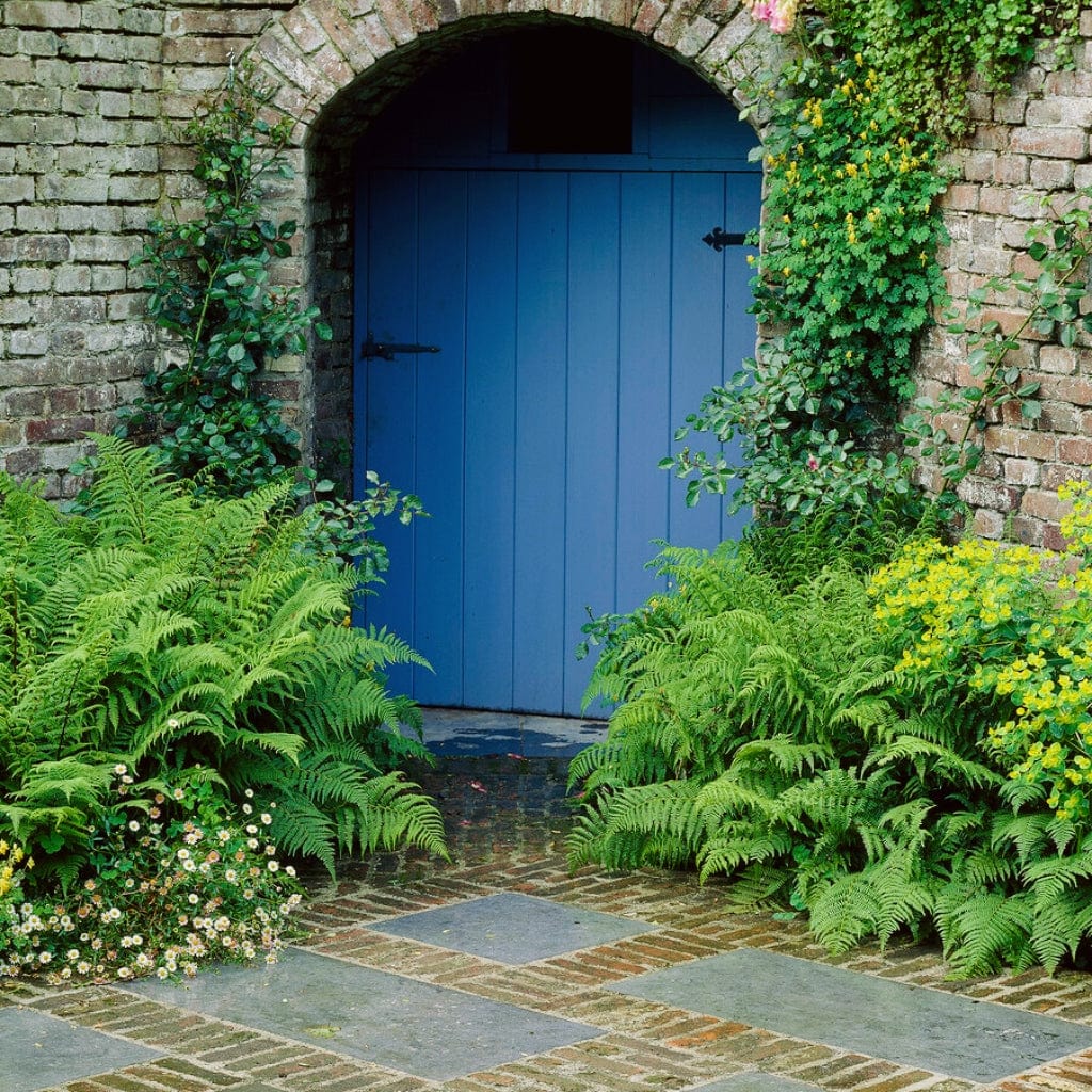 Woodland Fern Collection - Image 7