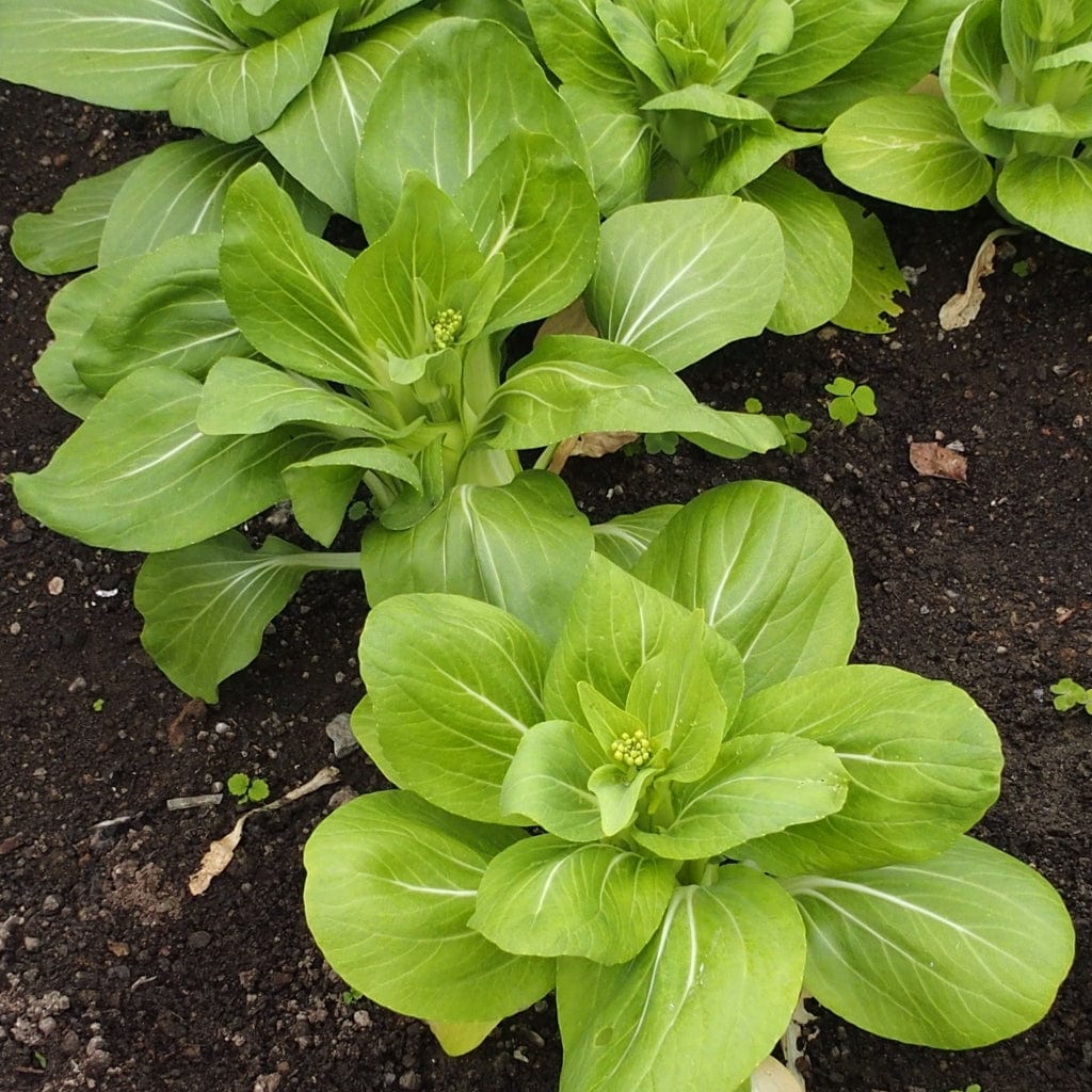 'Yang Qing Choi' Pak Choi Plants - Image 4
