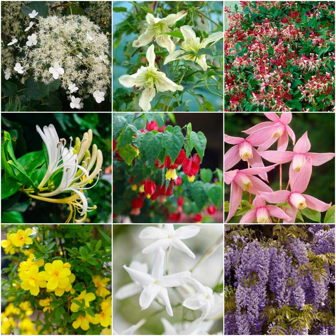 Year-Round Flowering Climbers Collection - Image 2