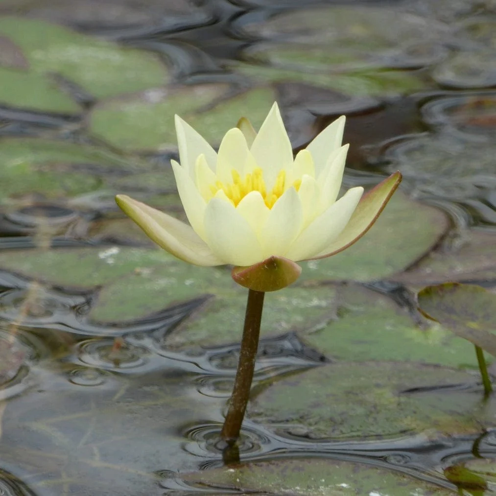 Yellow Dwarf Water Lily | Nymphaea 'Pygmaea Helvola' - Image 2