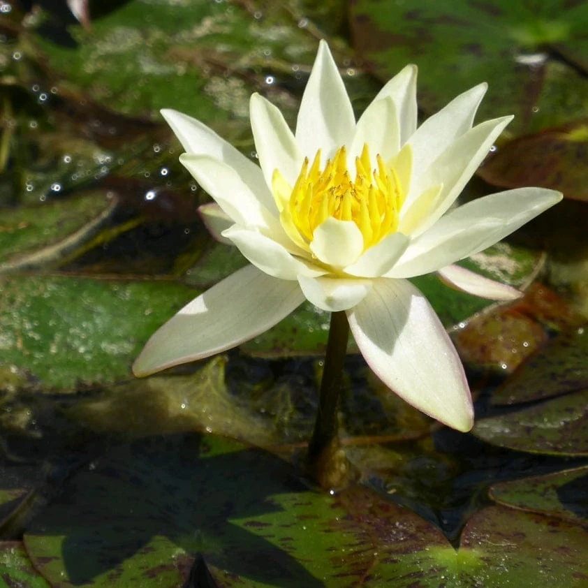 Yellow Dwarf Water Lily | Nymphaea 'Pygmaea Helvola' - Image 3