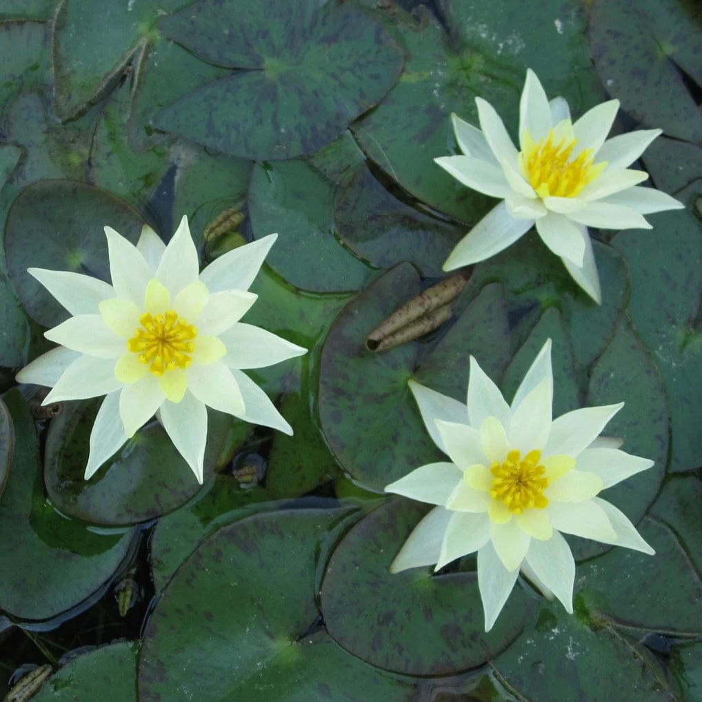 Yellow Dwarf Water Lily | Nymphaea 'Pygmaea Helvola' - Image 5