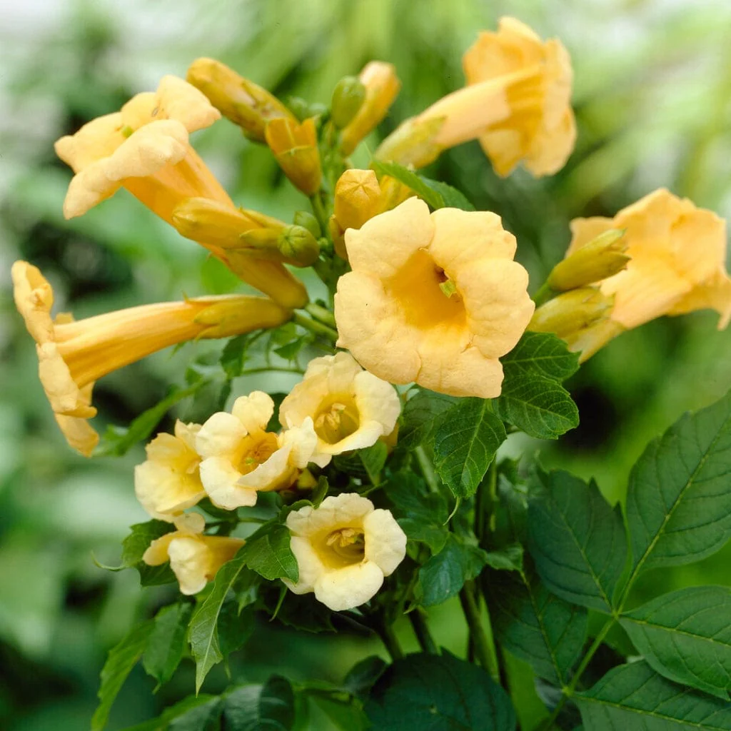 Yellow Trumpet Vine | Campsis radicans 'Flava'