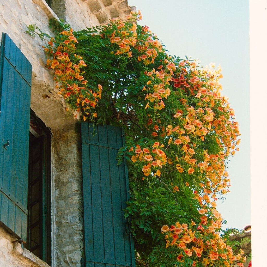 Yellow Trumpet Vine | Campsis radicans 'Flava' - Image 2