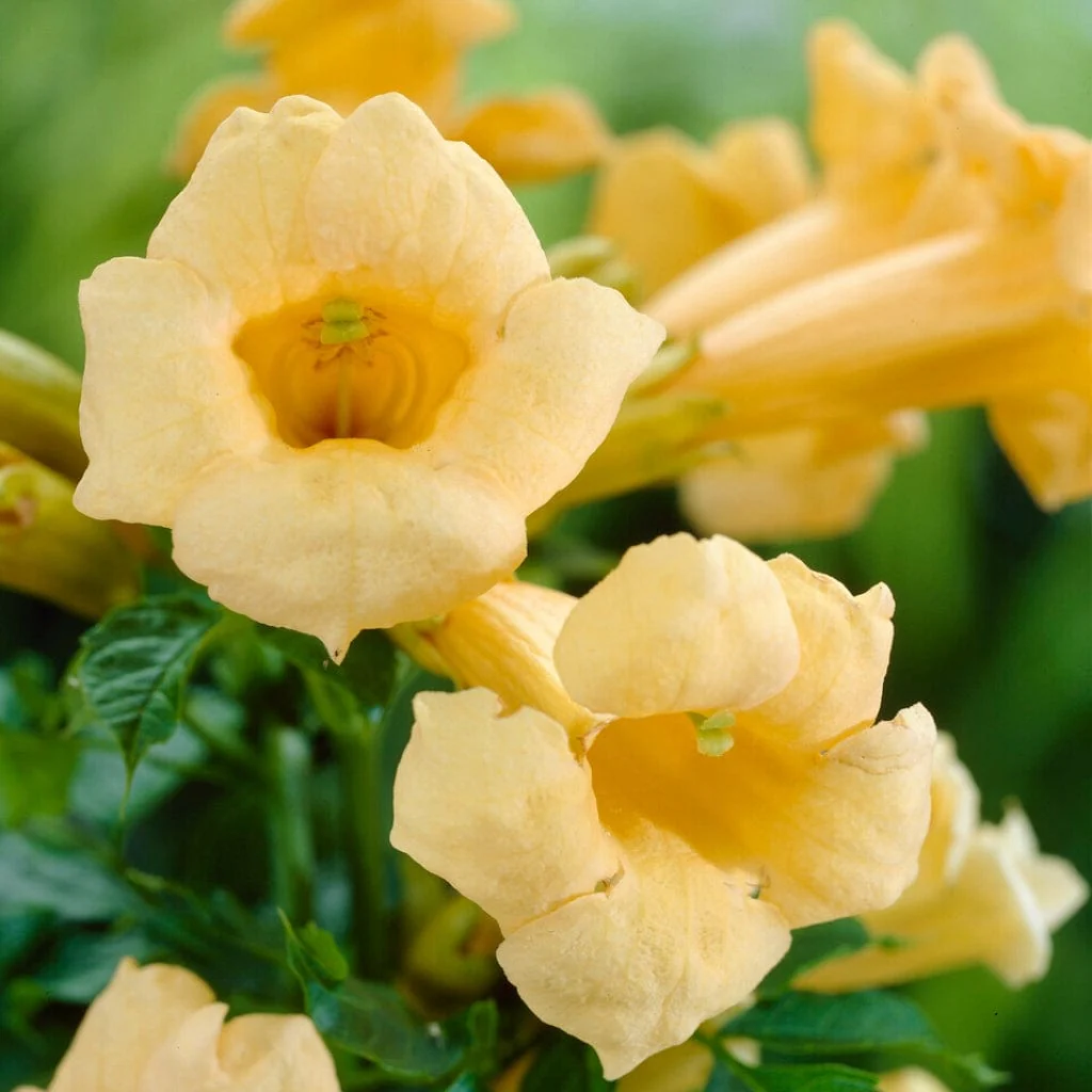 Yellow Trumpet Vine | Campsis radicans 'Flava' - Image 3