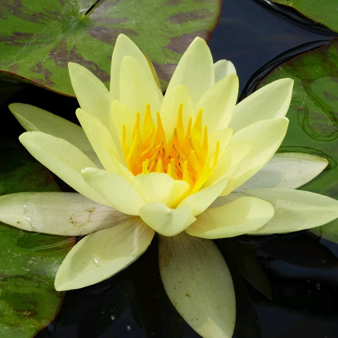 Yellow Water Lily | Nymphaea 'Marliacea Chromatella'