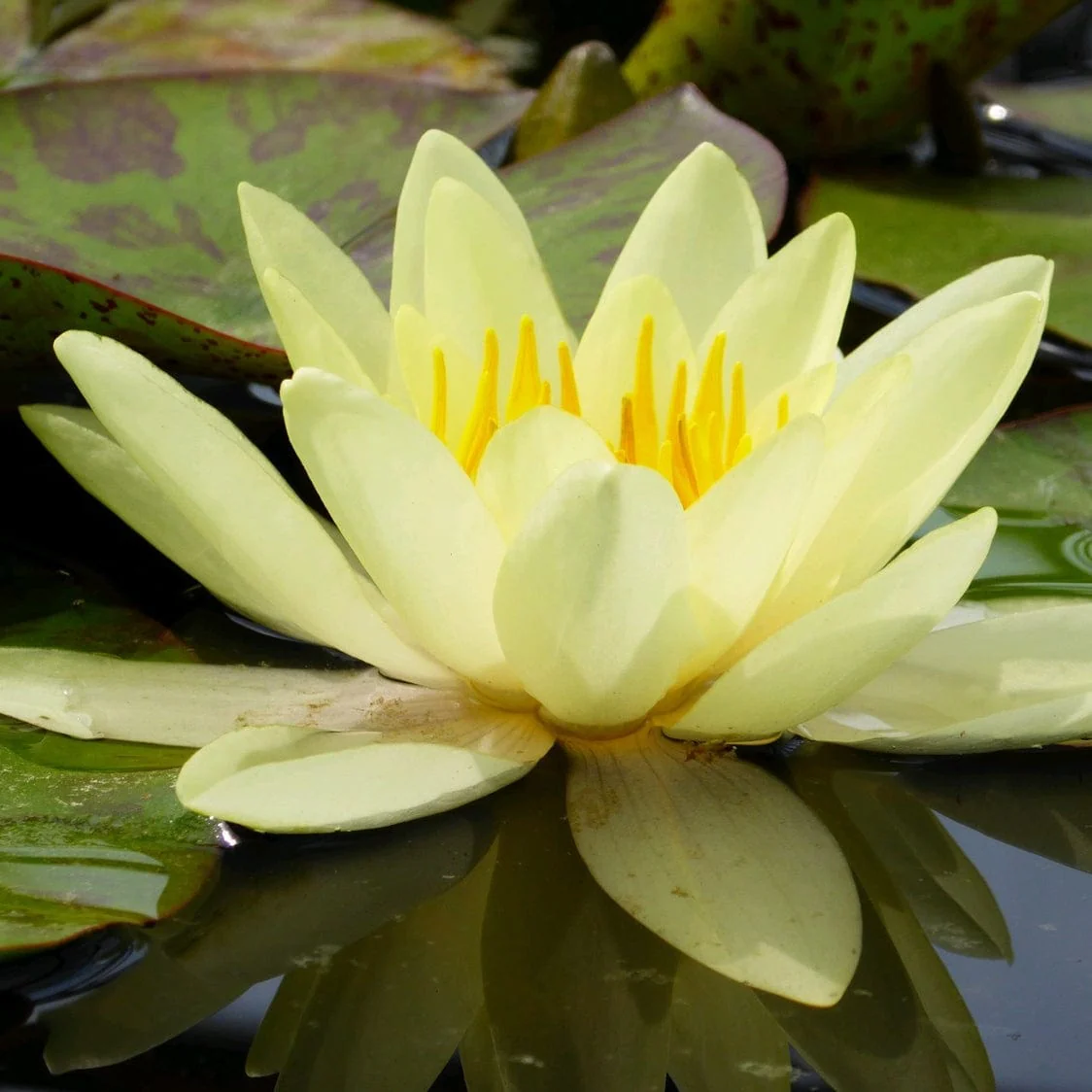 Yellow Water Lily | Nymphaea 'Marliacea Chromatella' - Image 2