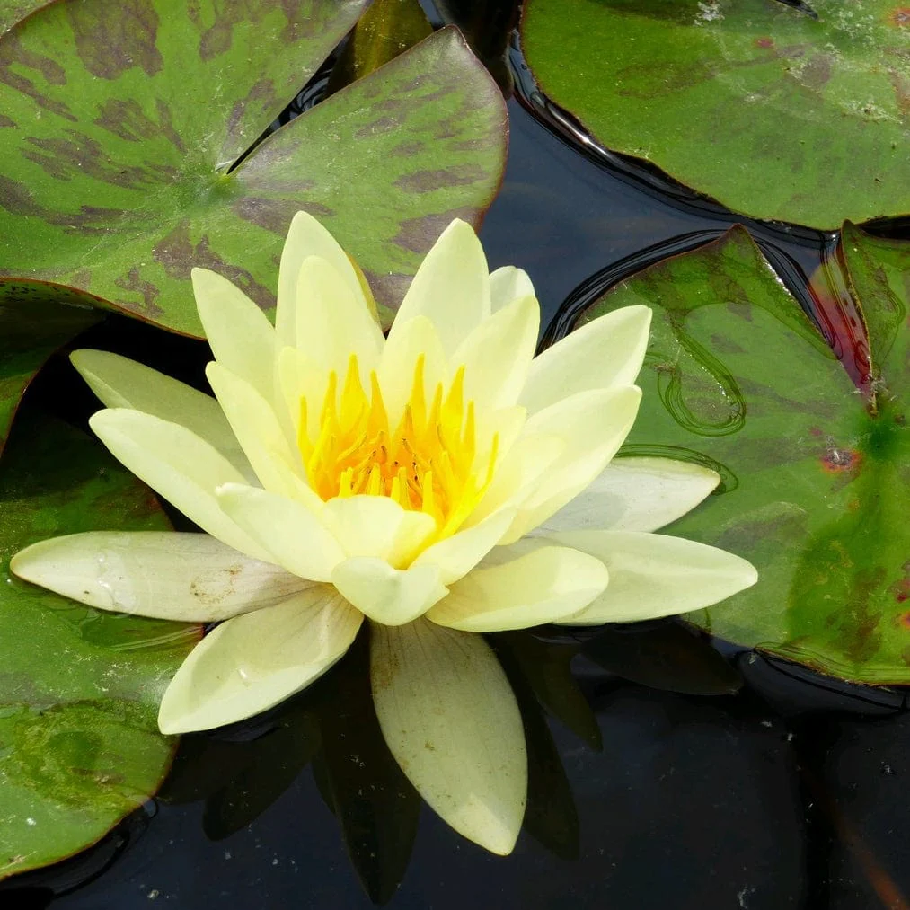 Yellow Water Lily | Nymphaea 'Marliacea Chromatella' - Image 3