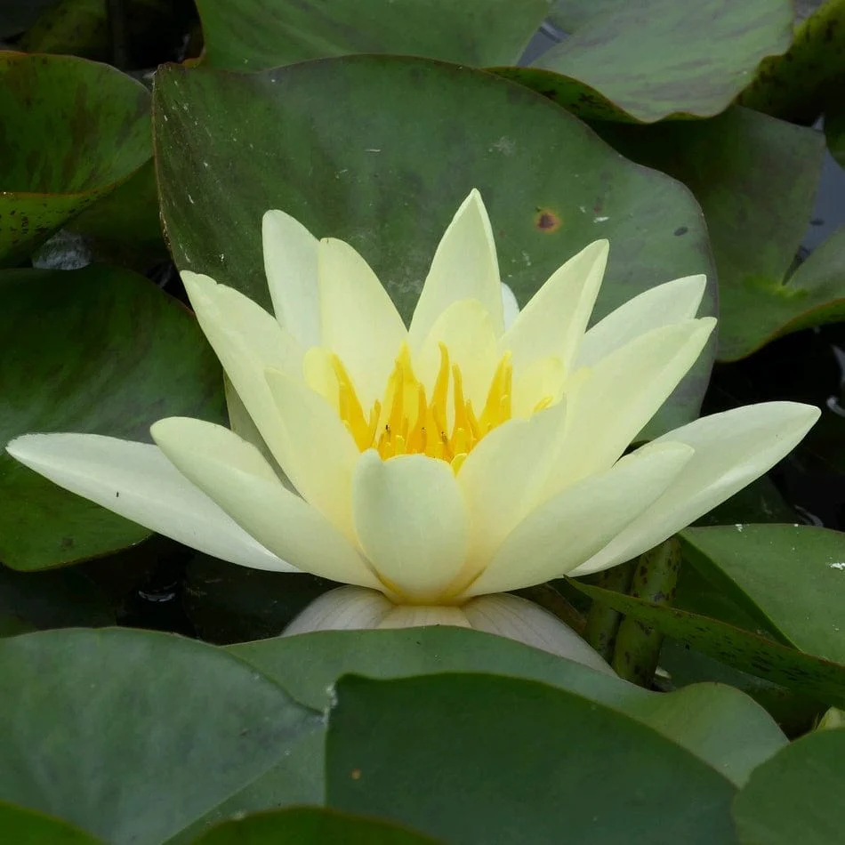 Yellow Water Lily | Nymphaea 'Marliacea Chromatella' - Image 4
