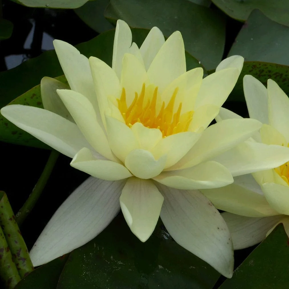 Yellow Water Lily | Nymphaea 'Marliacea Chromatella' - Image 5