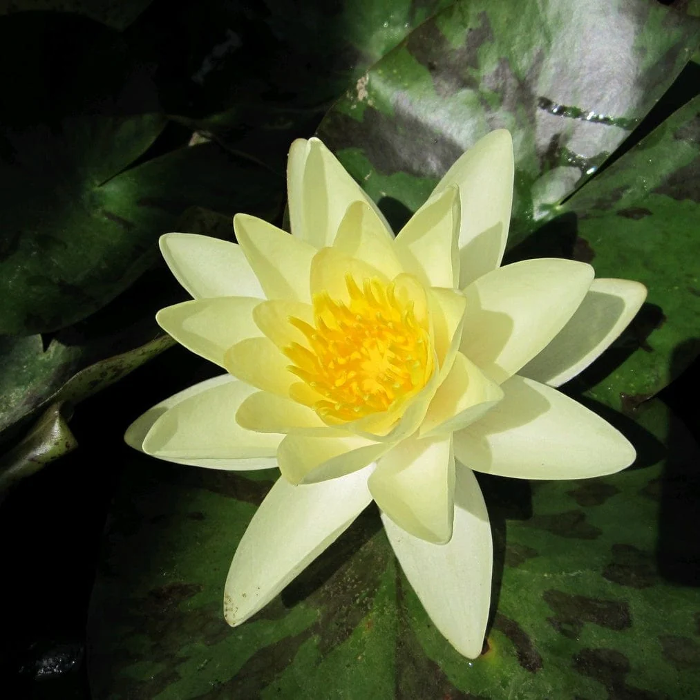 Yellow Water Lily | Nymphaea 'Marliacea Chromatella' - Image 6