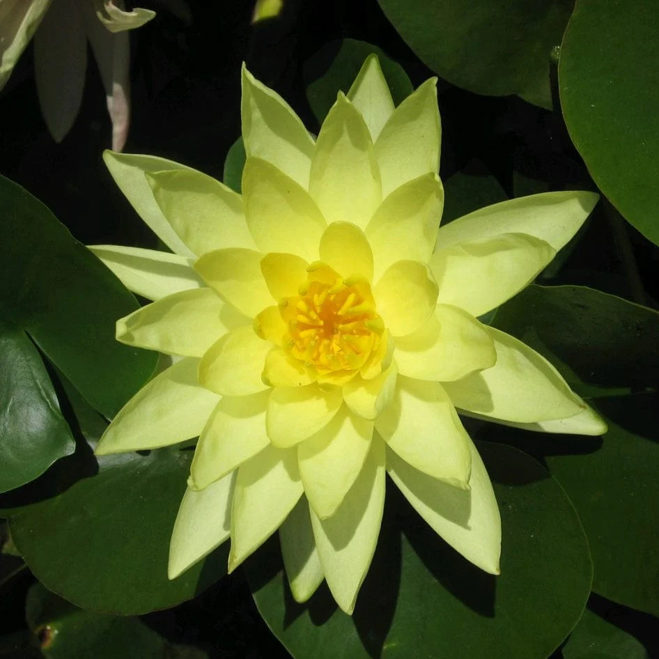 Yellow Water Lily | Nymphaea 'Marliacea Chromatella' - Image 7