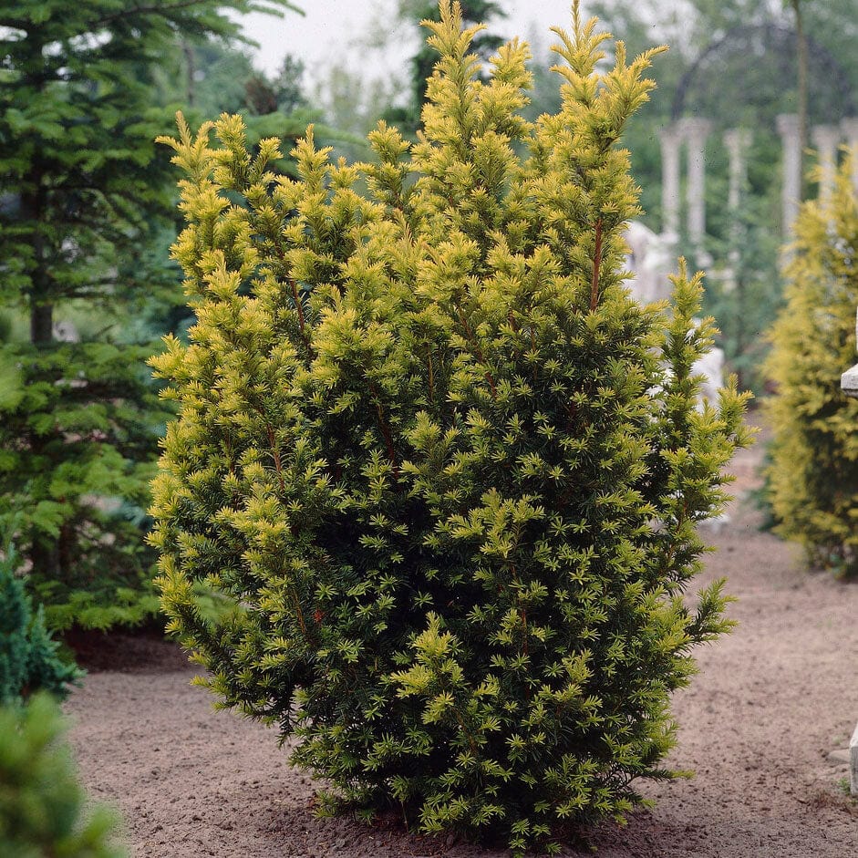 English Yew | Taxus baccata - Image 2