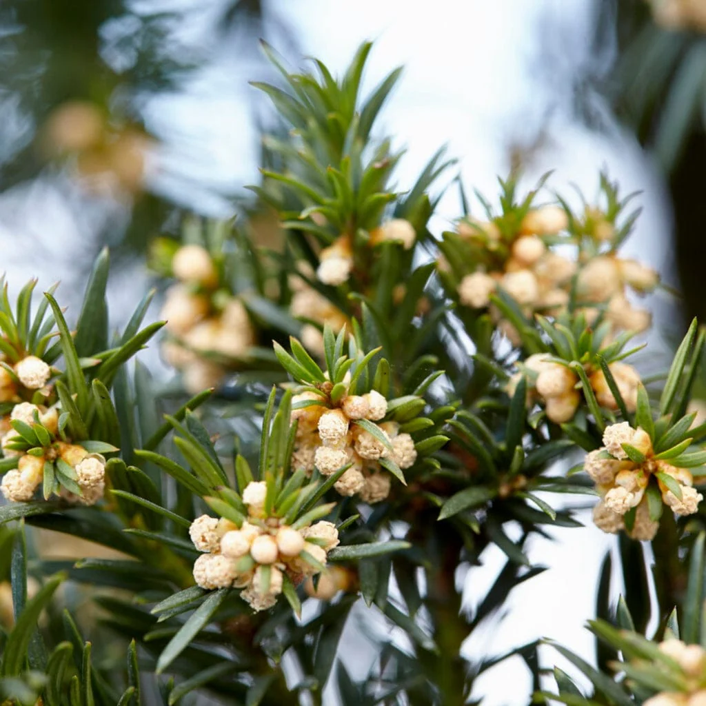 English Yew | Taxus baccata - Image 3