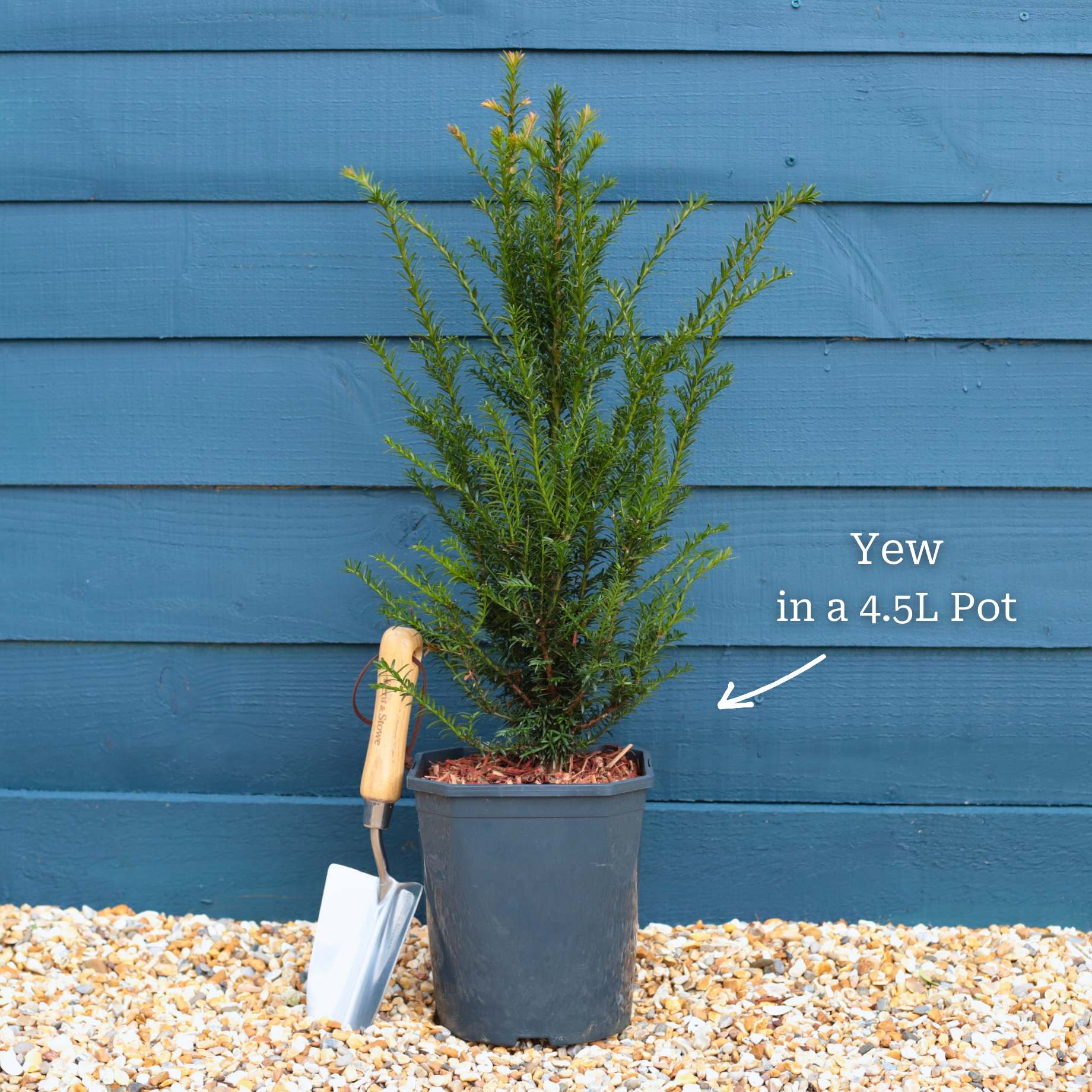 English Yew | Taxus baccata - Image 4