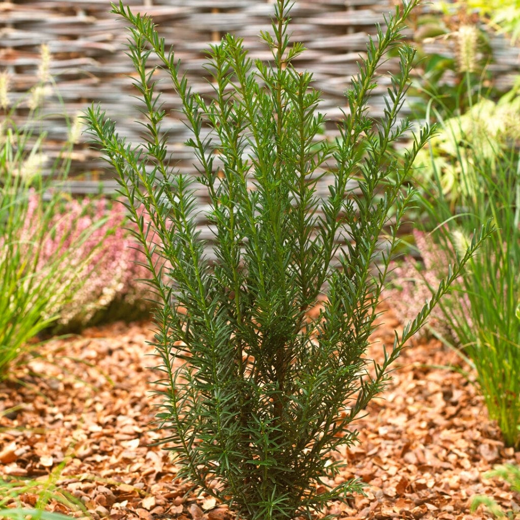English Yew | Taxus baccata - Image 5