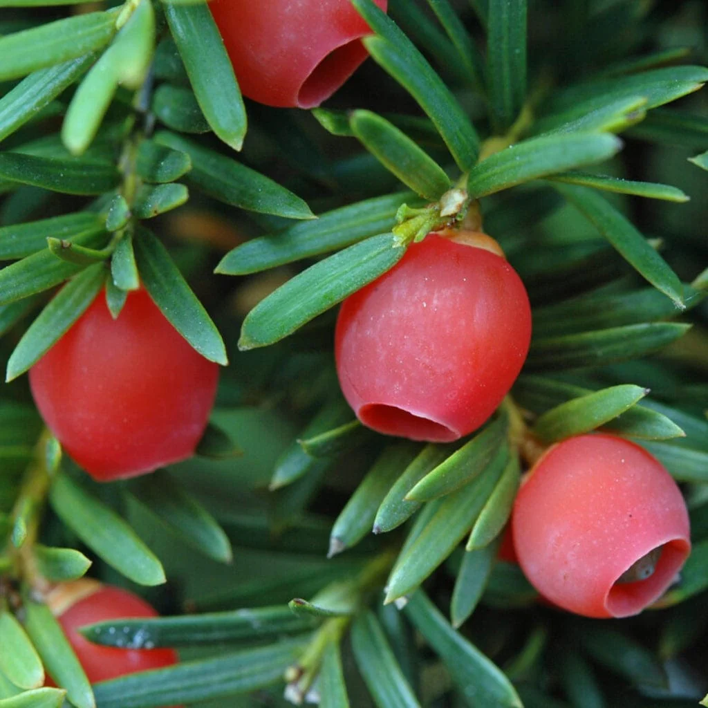 English Yew | Taxus baccata - Image 7