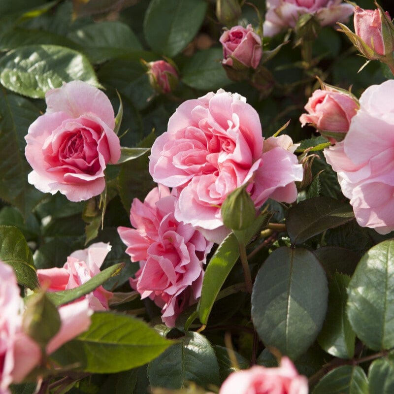 'You're Beautiful' Bush Rose