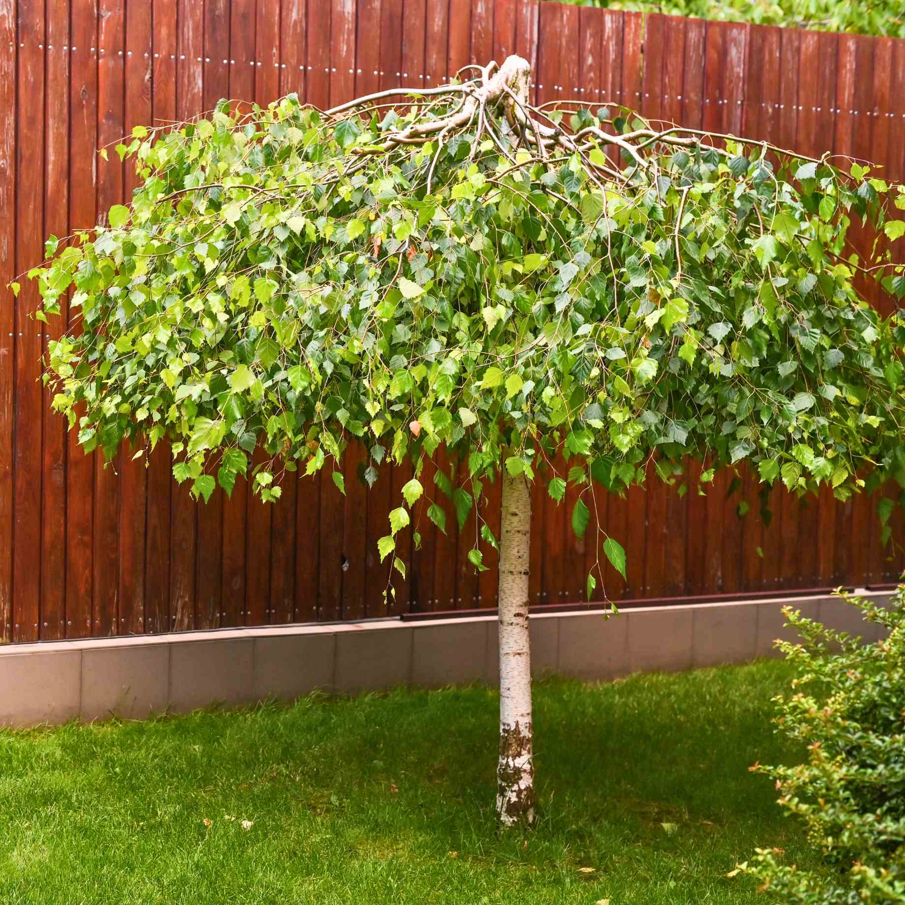 Weeping Silver Birch Tree | Betula pendula 'Youngii'