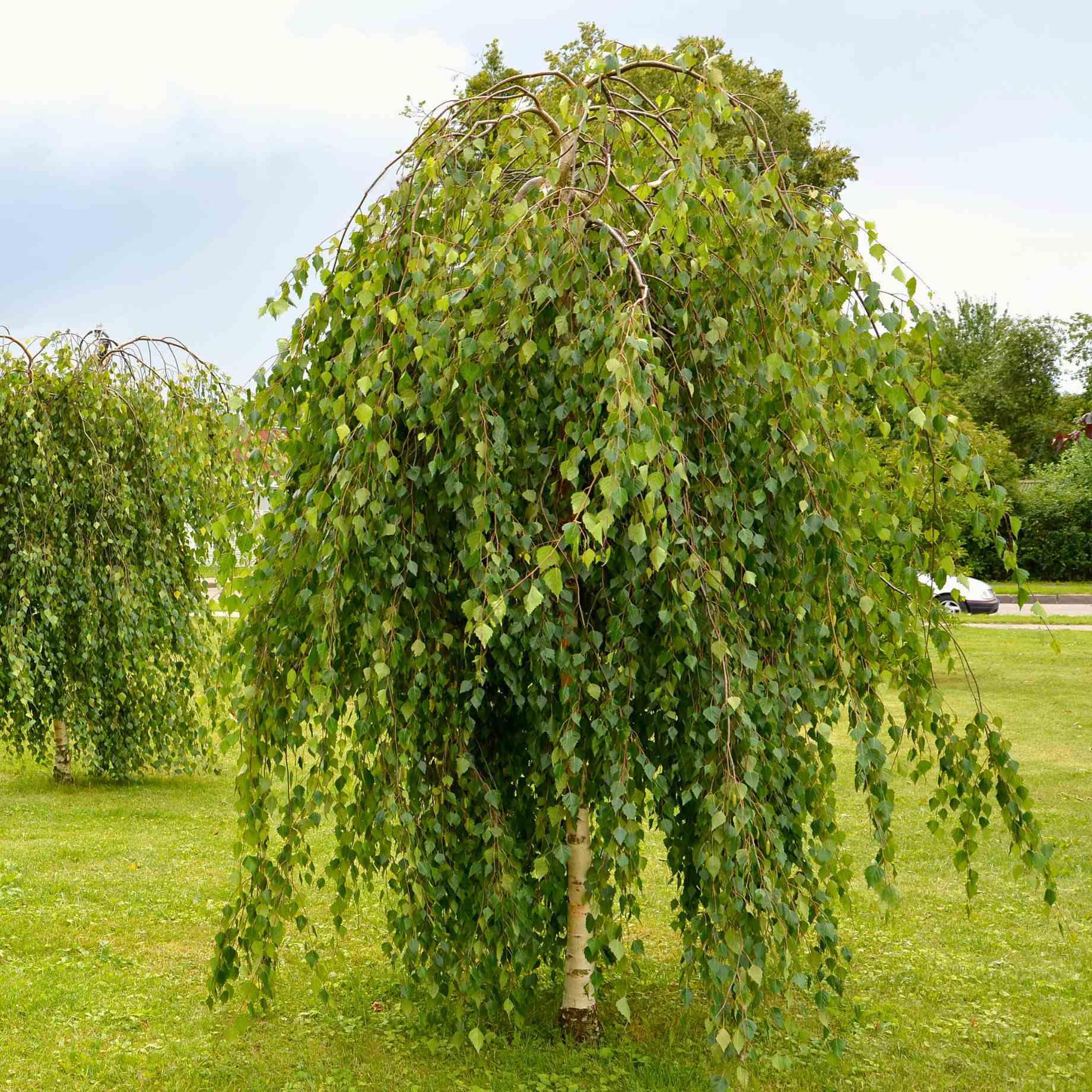 Weeping Silver Birch Tree | Betula pendula 'Youngii' - Image 2
