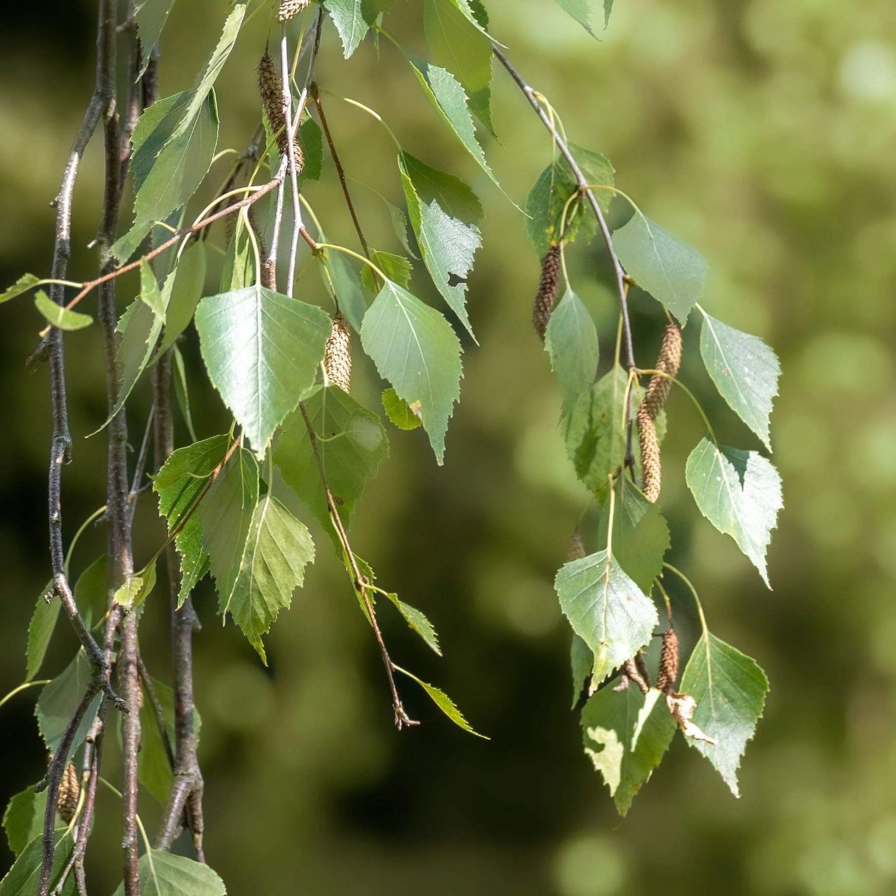 Weeping Silver Birch Tree | Betula pendula 'Youngii' - Image 3