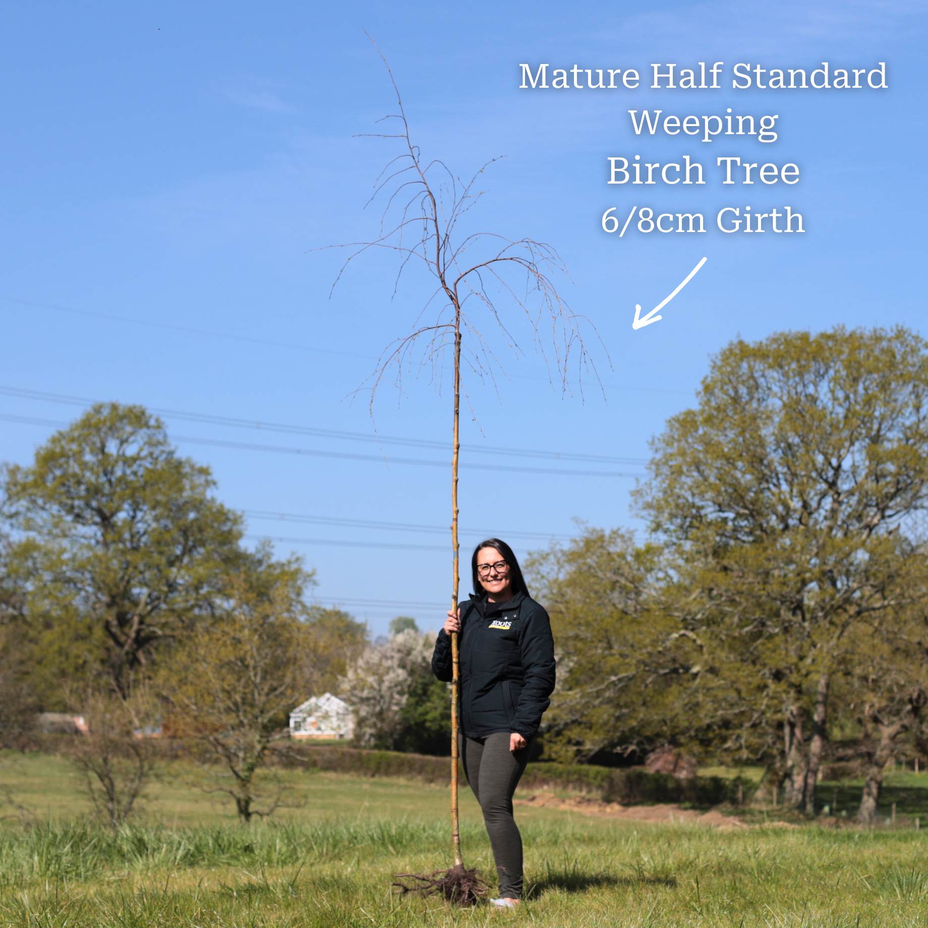Weeping Silver Birch Tree | Betula pendula 'Youngii' - Image 6