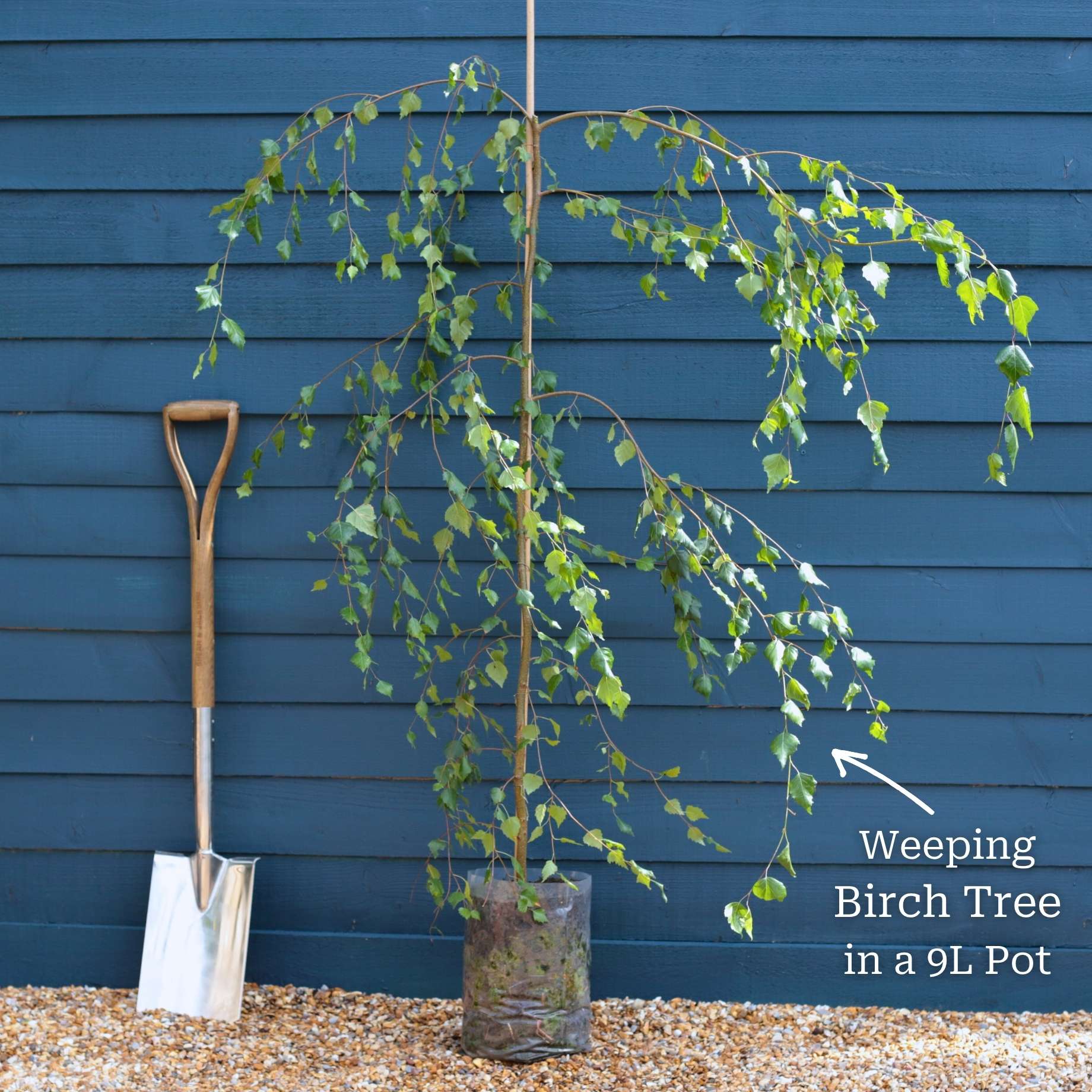 Weeping Silver Birch Tree | Betula pendula 'Youngii' - Image 7