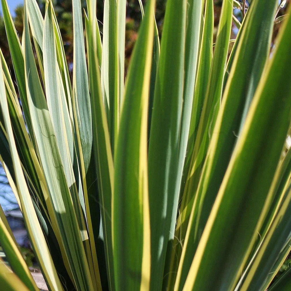 Yucca gloriosa 'Variegata' - Image 3