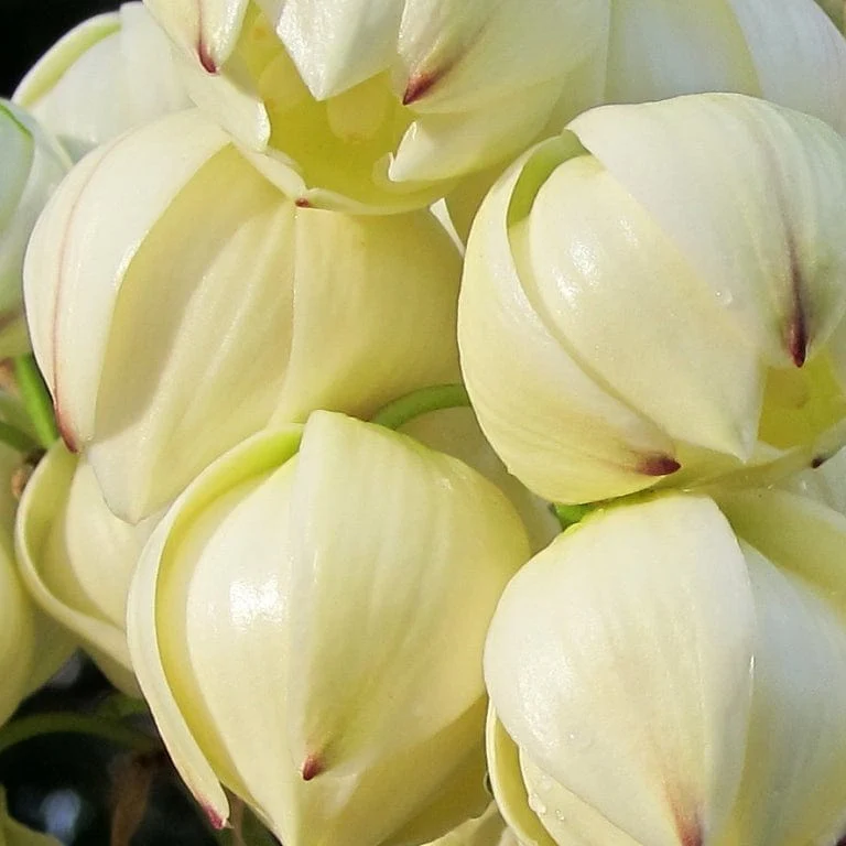 Yucca gloriosa 'Variegata' - Image 7