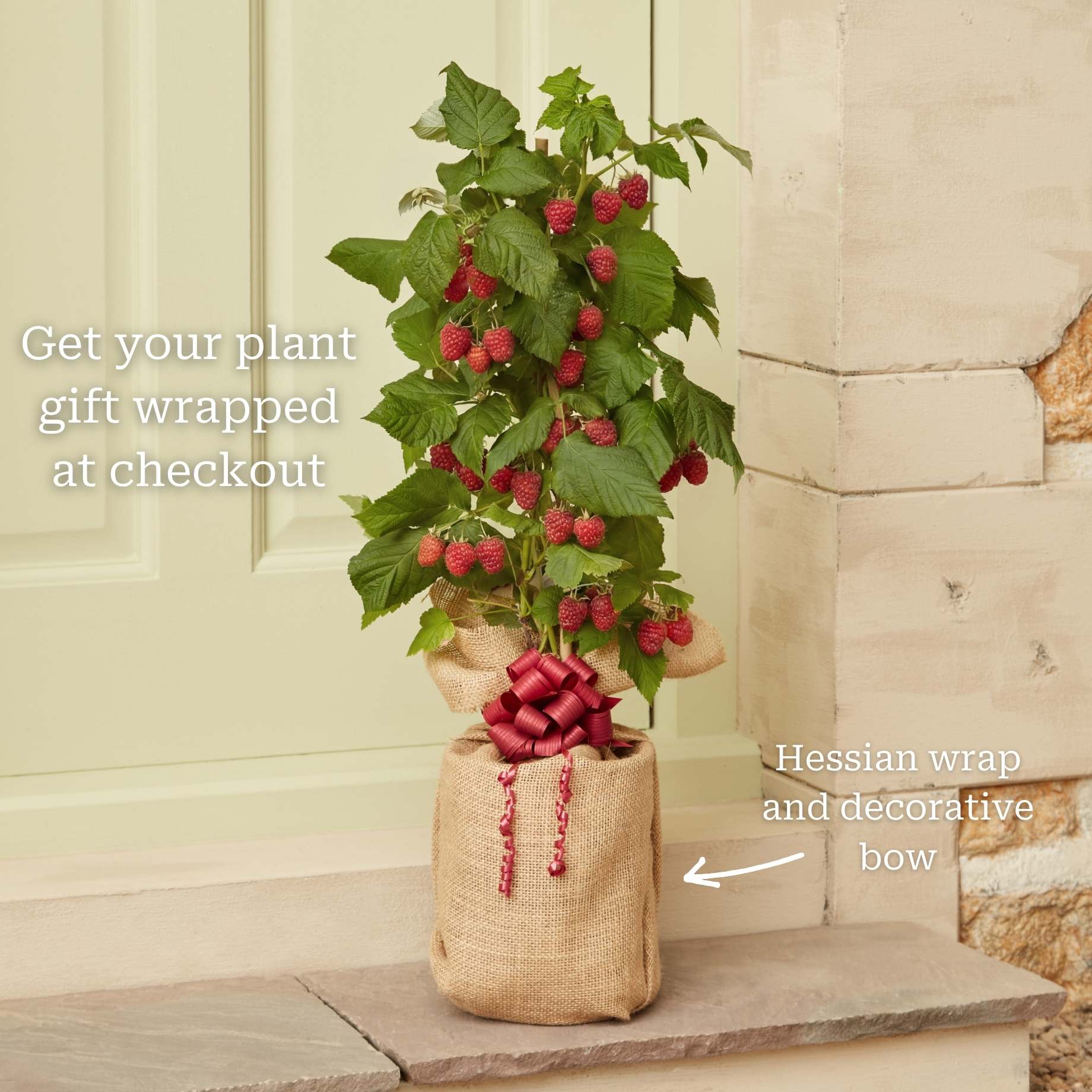 'Yummy' Patio Raspberry Plant - Image 2