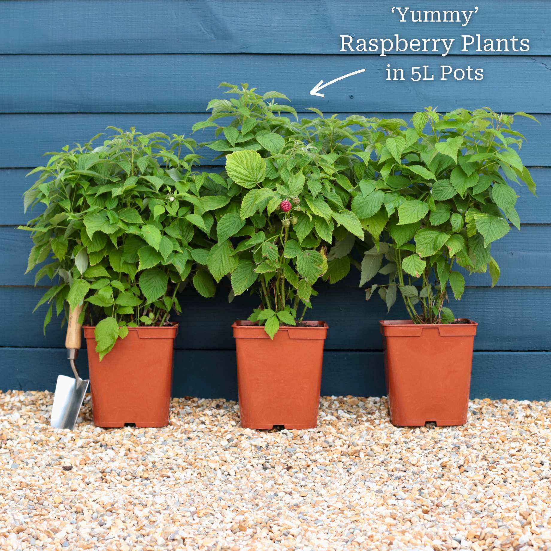 'Yummy' Patio Raspberry Plant - Image 8